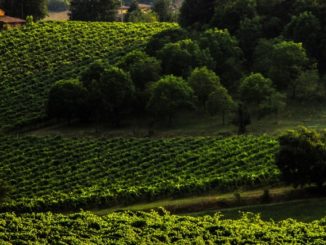 Klimaoptimum: Im Hochmittelalter waren die Weinanbaugebiete in Mitteleuropa weit umfangreicher als heute.