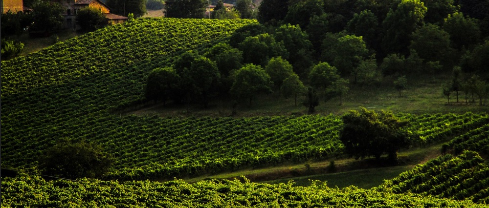 Klimaoptimum: Im Hochmittelalter waren die Weinanbaugebiete in Mitteleuropa weit umfangreicher als heute.