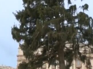 Der Weihnachtsbaum wurde heute auf dem Petersplatz aufgerichtet. In diesem Jahr stammt er aus Andalo im Trentino.