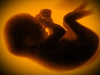 Abtreibung: Schweden bestraft Gewissensverweigerung
