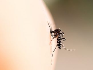 Der Zika-Virus als Verursacher von Mikrozephalie war eine Fake News. Inzwischen sagt es auch die WHO, die vor einem Jahr eine Panik ausgelöst hatte. Wird jemand zur Verantwortung gezogen? Nein. Der Grund? Die Panik sollte der Abtreibungs-Legalisierung in Brasilien dienen.