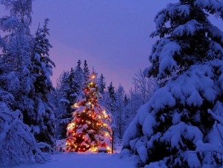 Der Weihnachtsbaum stammt aus Geismar und ist christlichen Ursprungs