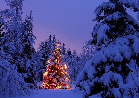 Der Weihnachtsbaum stammt aus Geismar und ist christlichen Ursprungs